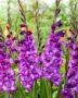 Gladiolus Kim  Forever Bulbs