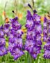 Gladiolus Hallowy, Forever Bulbs