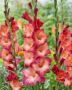 Gladiolus Ocaso  Forever Bulbs