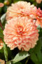 Dahlia Go Go Peach