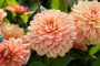 Dahlia Go Go Peach