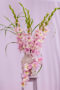 Gladiolus Magenta Princess in vase , Forever Bulbs