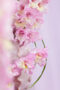  Gladiolus Magenta Princess flowers, Forever Bulbs, For Ever Bulbs