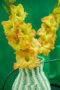  Gladiolus Blitz in vase, Forever Bulbs