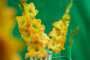  Gladiolus Blitz in vase, Forever Bulbs