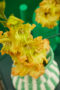  Gladiolus Blitz in vase, Forever Bulbs, For Ever Bulbs