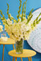 Gladiolus Sweet Crystal in vase , Forever Bulbs