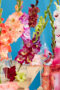 Gladiolus Multicoloros mix, Forever Bulbs