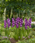 Gladiolus Hallowy, Forever Bulbs, For Ever Bulbs Gladiolus Hallowy, Forever Bulbs, For Ever Bulbs