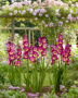 Gladiolus Seashore ,Forever Bulbs