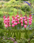 Gladiolus Milkshake, Forever Bulbs
