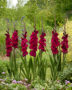 Gladiolus Black Star, Forever Bulbs