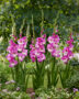 Gladiolus Anouk, Forever Bulbs, For Ever Bulbs