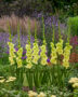 Gladiolus DingaDong, Forever Bulbs