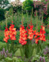 Gladiolus Stormy, Forever Bulbs, For Ever Bulbs