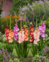 Gladiolus Multicoloros mix, Forever Bulbs