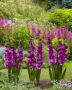 Gladiolus Kim, Forever Bulbs