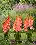 Gladiolus Lia, Forever Bulbs