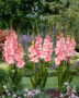 Gladiolus Mr. Sandman, Forever Bulbs