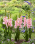Gladiolus Pink Lightning, Forever Bulbs
