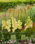 Gladiolus Alicia, Forever Bulbs, For Ever Bulbs