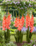 Gladiolus Teds Frizzle, Ted's Frizzle, Forever Bulbs, For Ever Bulbs