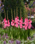 Gladiolus Pink Bliss, Forever Bulbs, For Ever Bulbs