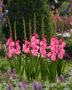 Gladiolus pink