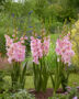 Gladiolus Magenta Princess, Forever Bulbs, For Ever Bulbs