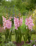 Gladiolus Magenta Princess, Forever Bulbs