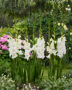 Gladiolus white