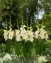 Gladiolus Speed Date, Forever Bulbs, For Ever Bulbs