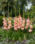 Gladiolus Monte Gordo, Forever Bulbs