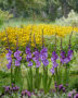 Gladiolus Chemistry, Forever Bulbs