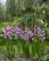Gladiolus Circus Color, Forever Bulbs