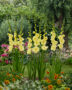 Gladiolus Bananarama, Forever Bulbs