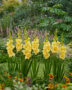 Gladiolus yellow