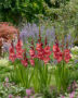 Gladiolus Indian Summer, Forever Bulbs