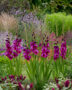 Gladiolus paars