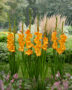Gladiolus Peche Melba, Forever Bulbs