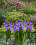 Gladiolus Nori, Forever Bulbs