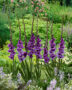 Gladiolus Iguazu, Forever Bulbs