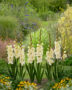 Gladiolus Dreamy Creamy, Forever Bulbs