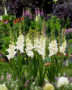 Gladiolus white