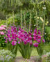 Gladiolus Purple Art, Forever Bulbs