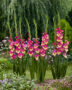 Gladiolus Extravert, Forever Bulbs