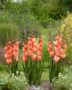 Gladiolus Coral Crush, Forever Bulbs