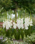 Gladiolus Essential, Forever Bulbs