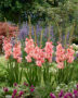 Gladiolus Cherry Candy, Forever Bulbs, For Ever Bulbs