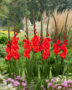 Gladiolus Bunga, Forever Bulbs